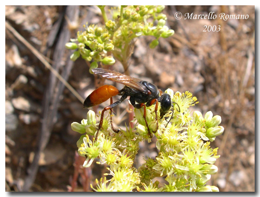 Sphaecidae: Sphex funerarius e S. flavipennis